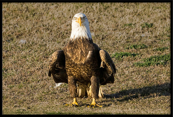 Bald Eagle