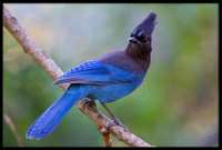 Steller's Jays