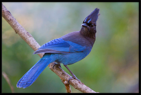 Stellars Jay