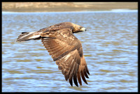 Golden Eagle