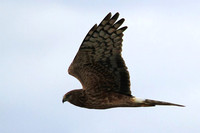 Northern Harrier