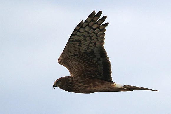 Northern Harrier