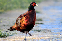 Ring-necked Pheasant