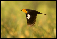 Yellow-headed Blackbird