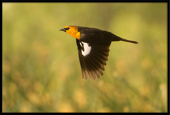 Yellow-headed Blackbird