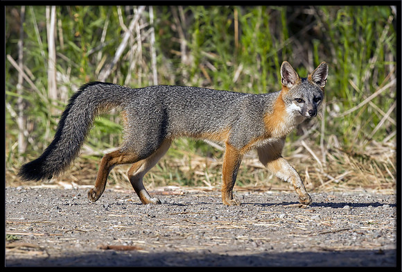 Grey Fox