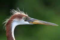 Tri-colored Heron (juvenile) portrait