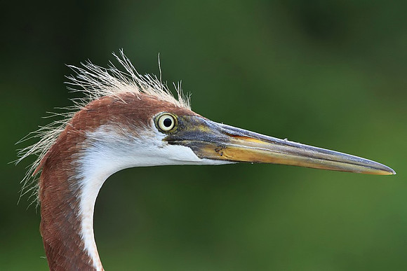 Tri-colored Heron (juvenile) portrait