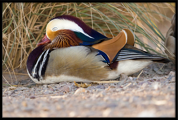 Mandarin Duck