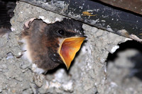 Cliff Swallow