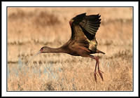 White-faced Ibis