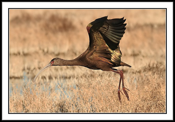 White-faced Ibis