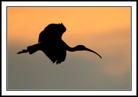 White Ibis at sunset