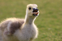 Gosling eating