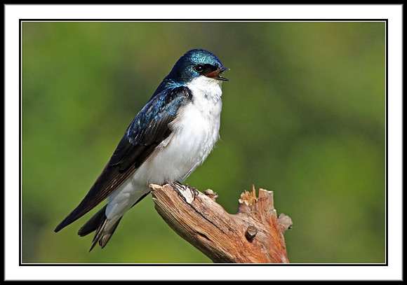 Tree Swallow
