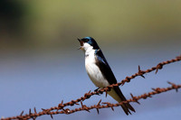 Tree Swallows