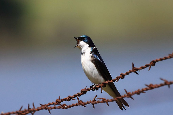 Swallow calling