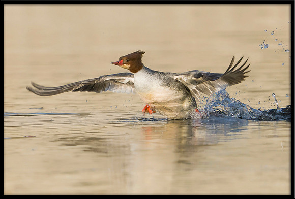 Common Merganser