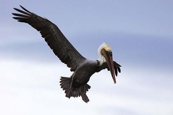 Brown Pelican