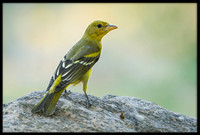Western Tanager (f)