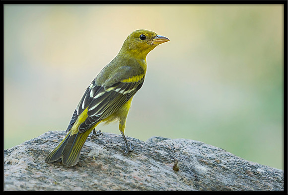 Western Tanager (f)