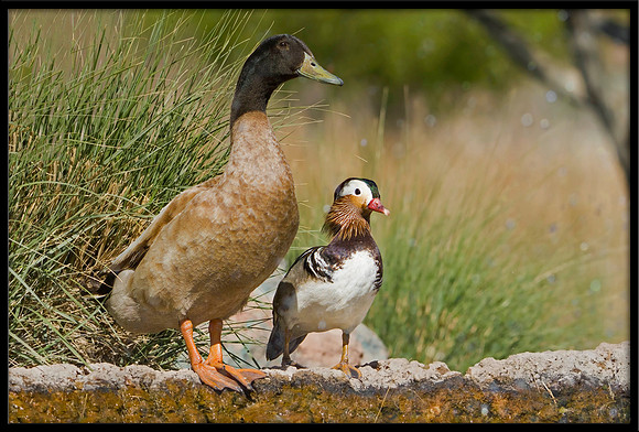 Mandarin Duck with best friend Khaki-Campbell Mallard Duck