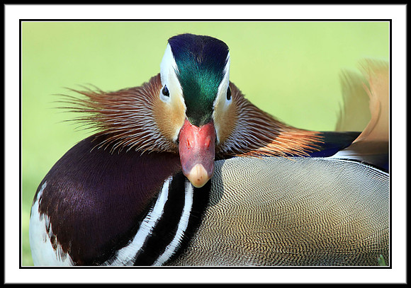 Mandarin Duck