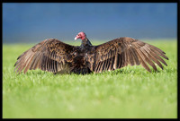 Turkey Vulture
