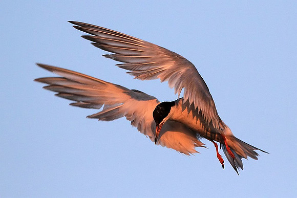 Forster's Tern