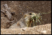 Prairie Dog with nesting material (Albuquerque, New Mexico)