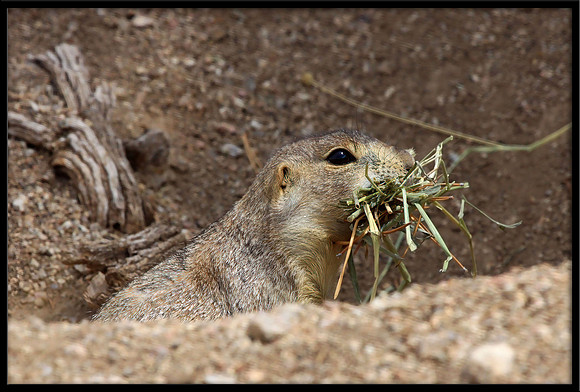 Prairie Dog with nesting material (Albuquerque, New Mexico)