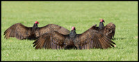 Turkey Vultures