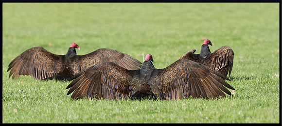 Turkey Vultures