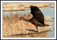 White-faced Ibis