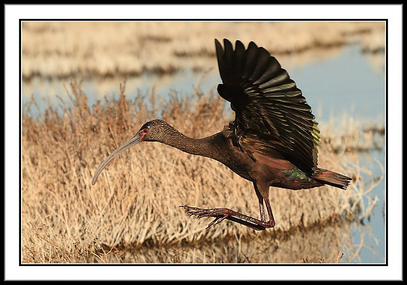 White-faced Ibis