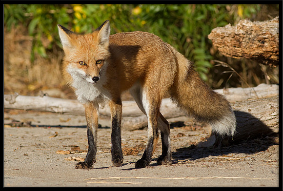 Red Fox