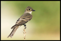 Western Wood-Pewee