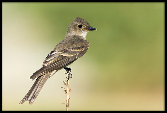 Western Wood-Pewee
