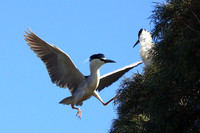 Black-crowned Night Heron returning to nest