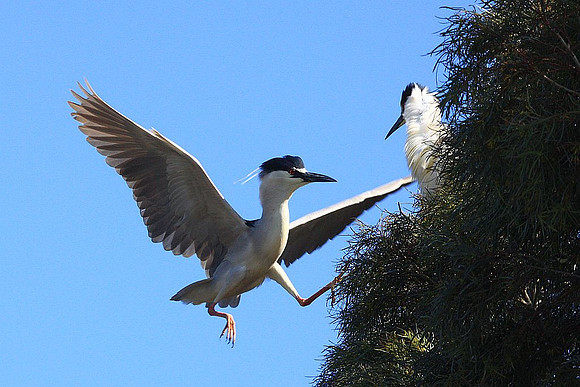 Black-crowned Night Heron returning to nest