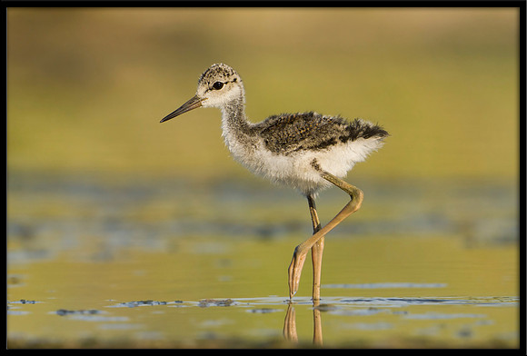 Black-necked Stilt chick