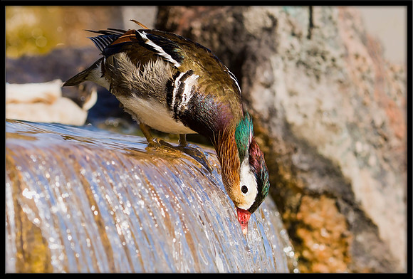 Mandarin Duck