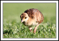 Peachick