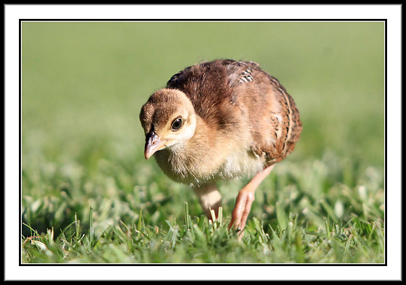 Peachick