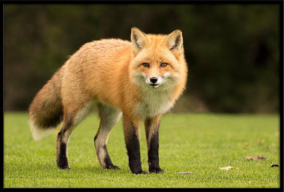 Red Foxes