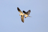 White-tailed Kites - food exchange (4 of 6)