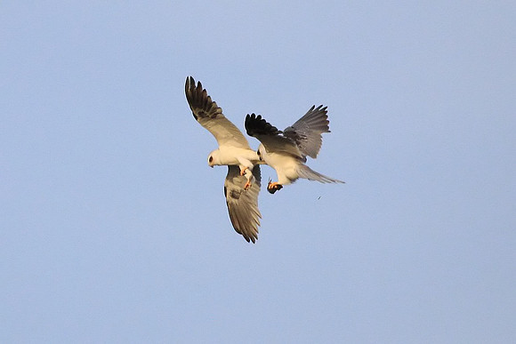 White-tailed Kites - food exchange (4 of 6)
