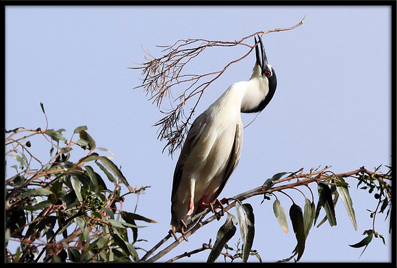 Black-crowned Night Heron with nesting material