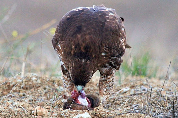 Hawk gets mole (6 of 10)