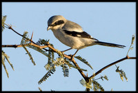 Loggerhead Shrike